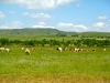 Grassland, Inner Mongolia