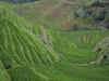 Terrace Rice Field