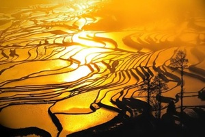 Rice Terrace at sunset