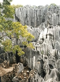 Stone Forest limestone pillars