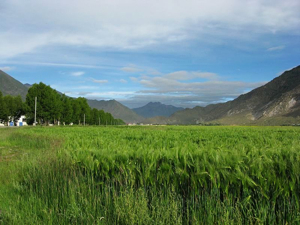 Tibet countryside, wheat and mountains