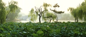 Yangzhou West Lake with large lily pads
