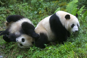 Giant Pandas playing on hillside 