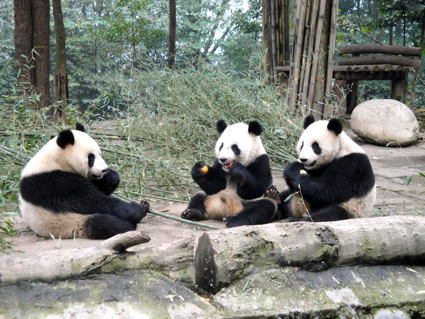 three panda bears sitting and eating