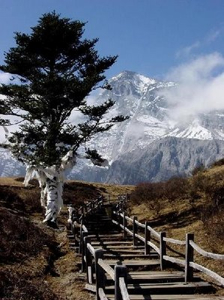Yunnan Mountain with pine tree on trail
