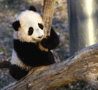 Cute Panda - Tai Shan Young Panda - Tai Shan who was born at the D.C. National Zoo
